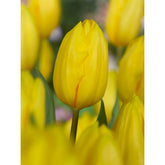 Hectarul - Bulbi Lalea Strong Gold - 5 bulbi